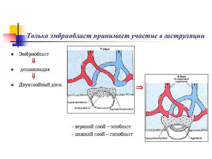 Только эмбриобласт принимает участие в гаструляции n n n Эмбриобласт деламинация Двухслойный диск -