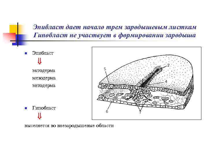 Эпибласт дает начало трем зародышевым листкам Гипобласт не участвует в формировании зародыша n Эпибласт