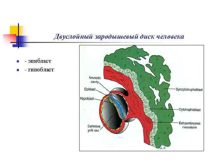 Двуслойный зародышевый диск человека n n - эпибласт - гипобласт 