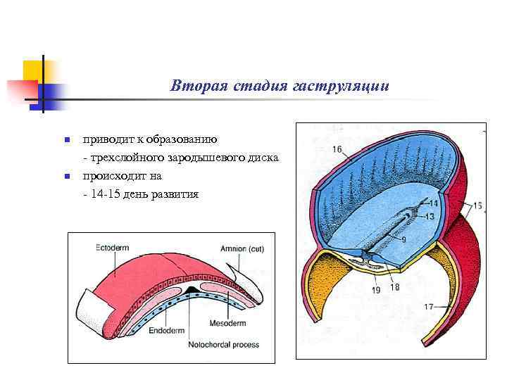 Схема зародыша человека в конце ранней гаструляции 13 е сутки развития