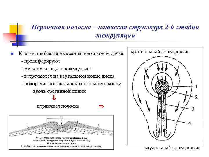 Ключевая структура. Первичная полоска человека. Первичная полоска строение. Первичная полоска эмбриогенез. Структуры первичной полоски.