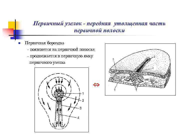 Первичный узелок