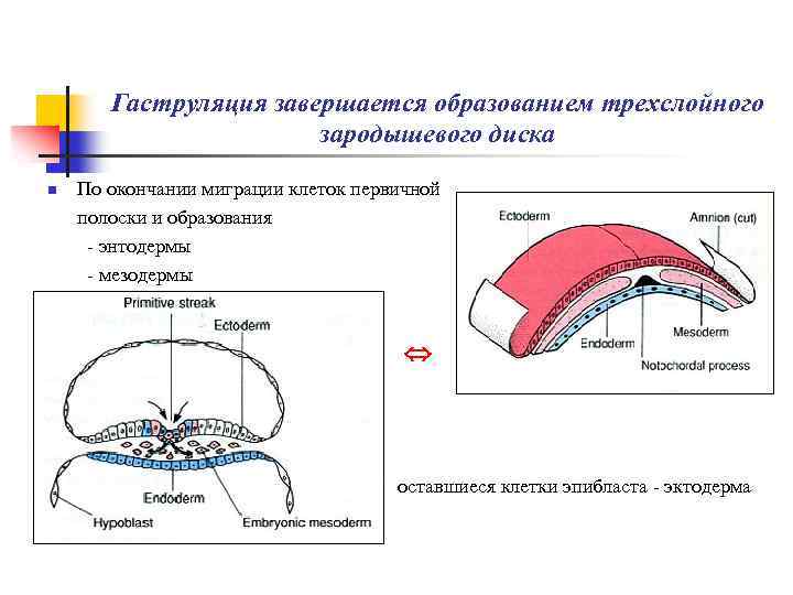 Миграция клеток нервного гребня схема