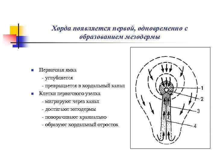 Хорда появляется первой, одновременно с образованием мезодермы n n Первичная ямка - углубляется -