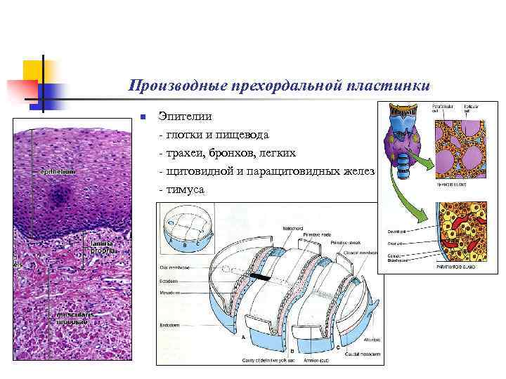 Производные прехордальной пластинки n Эпителии - глотки и пищевода - трахеи, бронхов, легких -