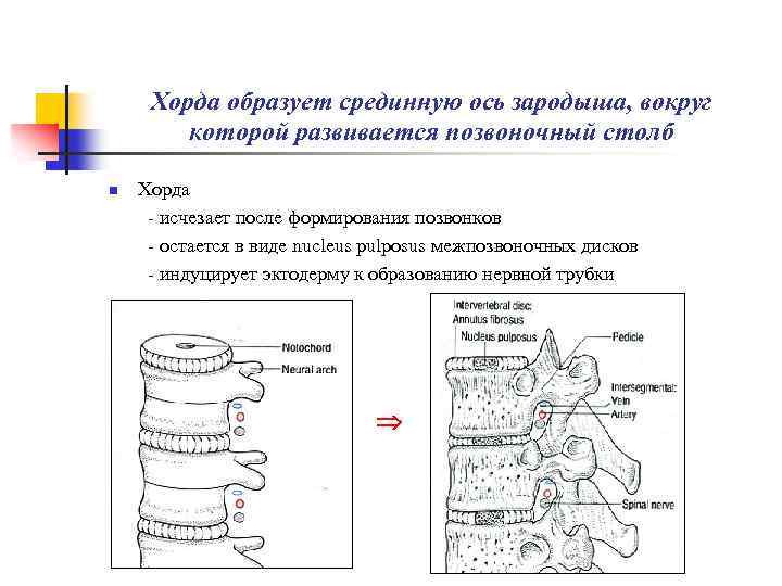 Оси зародыша