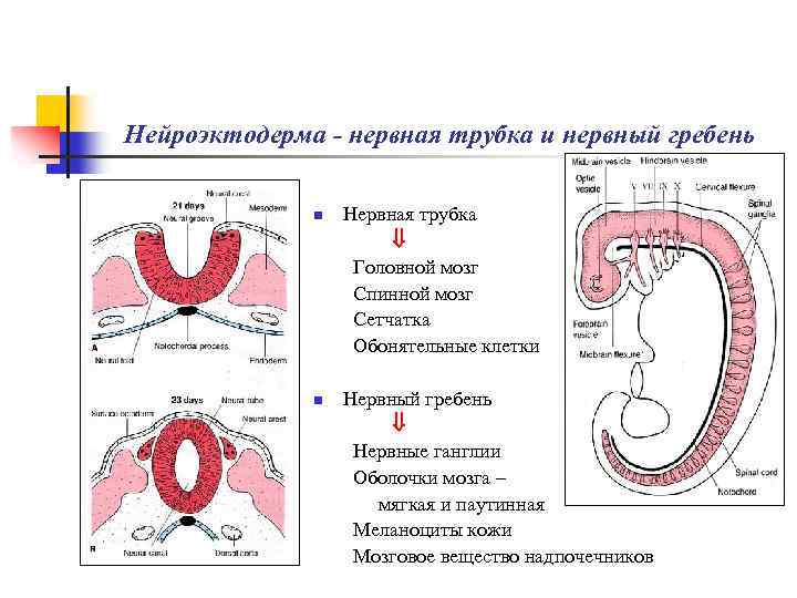 Функции нервной трубки