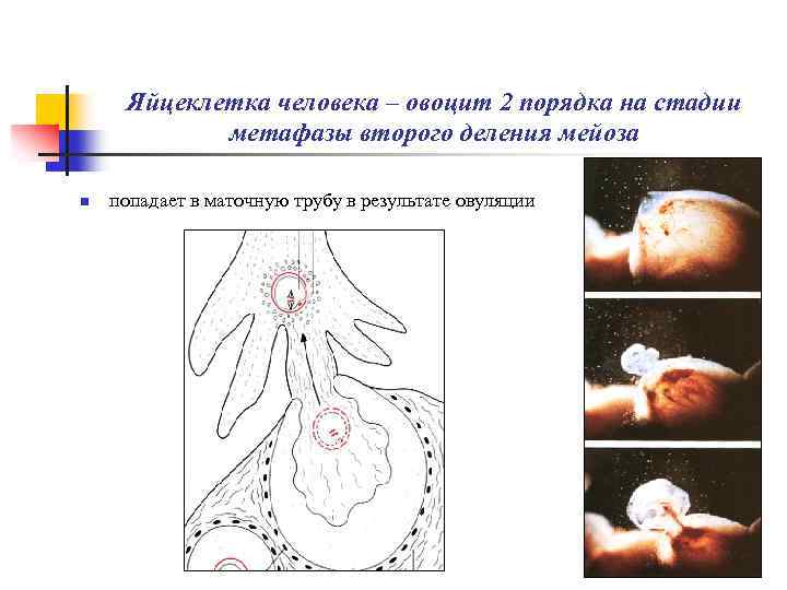 Как включаются и выключаются гены в ходе эмбриогенеза ответ оформите в виде таблицы или схемы