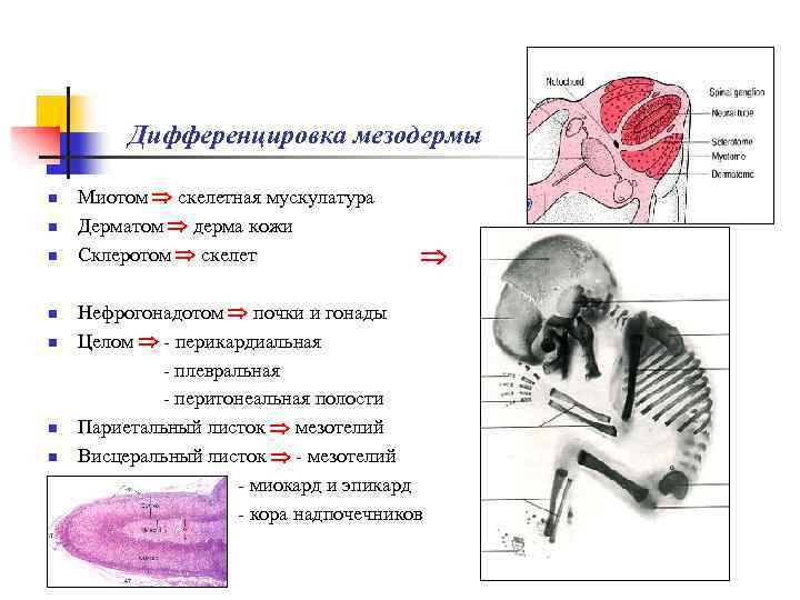 Эмбриогенез лица презентация