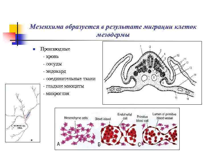 Мезенхима