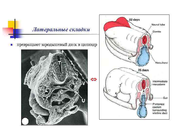 Латеральные складки n превращают зародышевый диск в цилиндр 