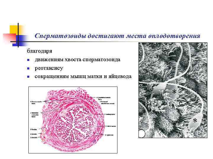 Сперматозоиды достигают места оплодотворения благодаря n движениям хвоста сперматозоида n реотаксису n сокращениям мышц