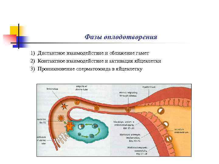 5 стадий оплодотворения