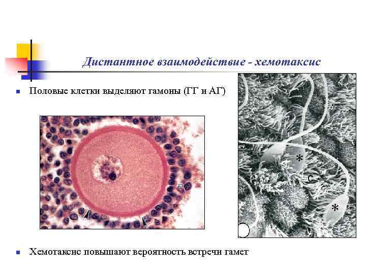 Эмбриогенез человека гистология презентация