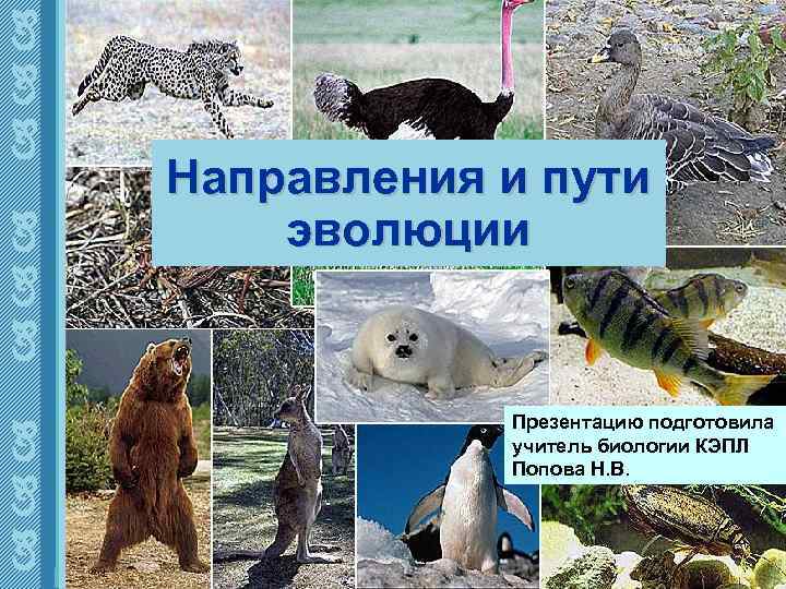  Направления и пути эволюции Презентацию подготовила учитель биологии КЭПЛ Попова Н. В. 
