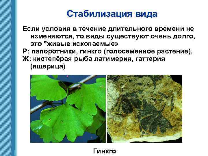 Стабилизация вида Если условия в течение длительного времени не изменяются, то виды существуют очень