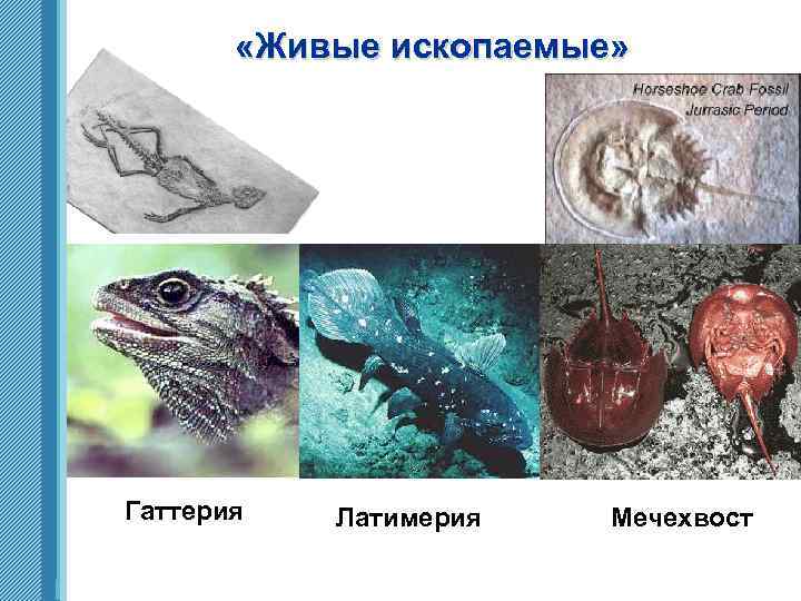  «Живые ископаемые» Гаттерия www. themegallery. com Латимерия Мечехвост 