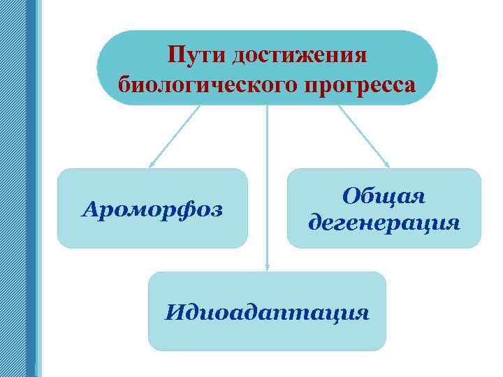 Пути достижения биологического прогресса Ароморфоз Общая дегенерация Идиоадаптация www. themegallery. com 