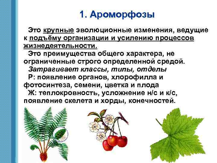 1. Ароморфозы Это крупные эволюционные изменения, ведущие к подъёму организации и усилению процессов жизнедеятельности.