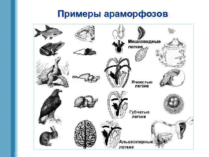 Примеры араморфозов www. themegallery. com 