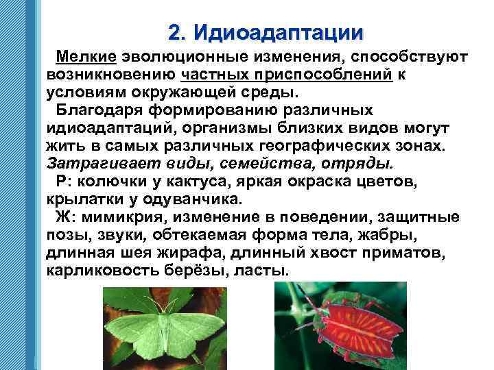 2. Идиоадаптации Мелкие эволюционные изменения, способствуют возникновению частных приспособлений к условиям окружающей среды. Благодаря
