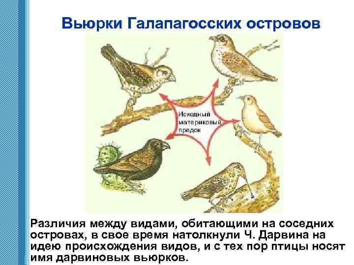 Вьюрки Галапагосских островов Различия между видами, обитающими на соседних островах, в свое время натолкнули
