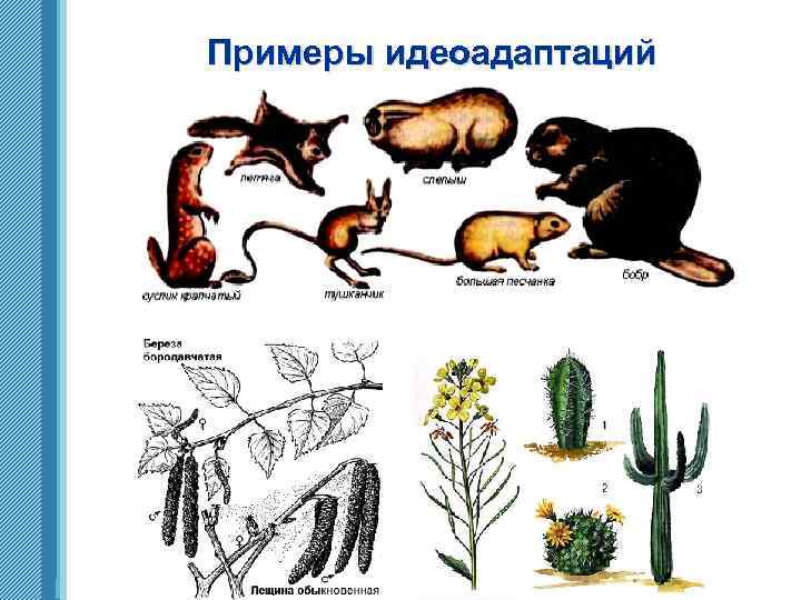 Пути эволюции схема. Эволюционный путь развития. Макроэволюция как процесс появления надвидовых групп организмов. Направления и пути макроэволюции.