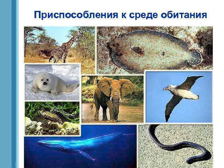 Приспособления к среде обитания www. themegallery. com 
