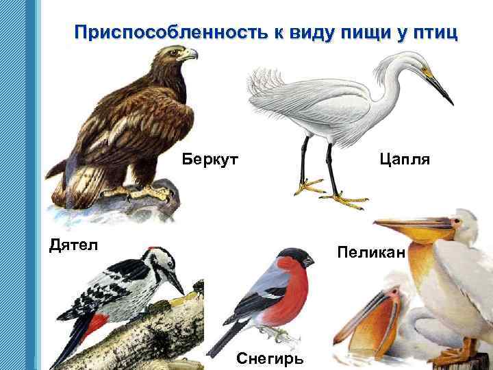 Приспособленность к виду пищи у птиц Беркут Дятел www. themegallery. com Цапля Пеликан Снегирь