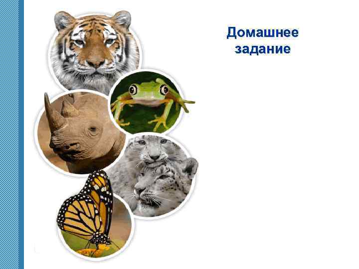 Домашнее задание www. themegallery. com 