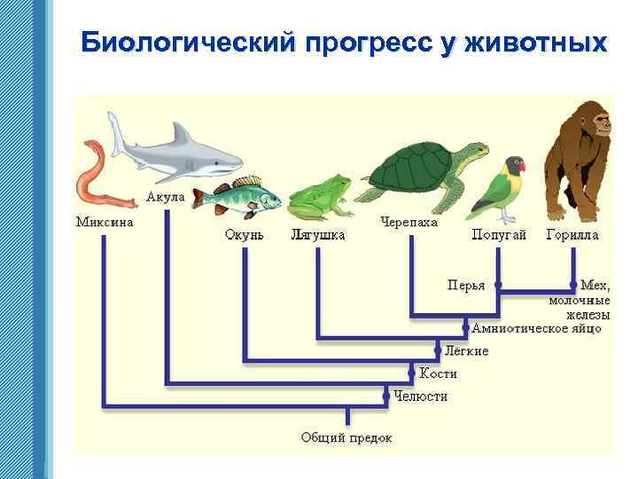 Биологический прогресс у животных www. themegallery. com 