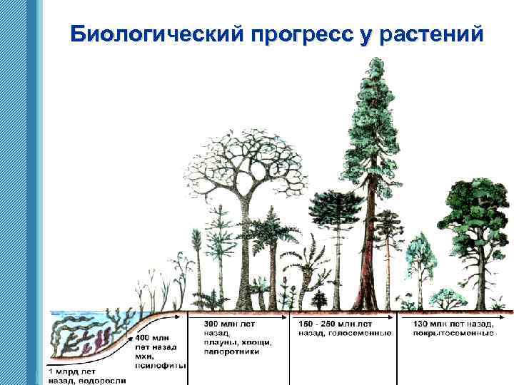 Биологический прогресс у растений www. themegallery. com 