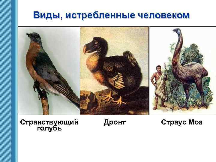 Виды, истребленные человеком Странствующий голубь www. themegallery. com Дронт Страус Моа 
