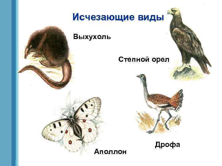Исчезающие виды Выхухоль Степной орел Аполлон www. themegallery. com Дрофа 
