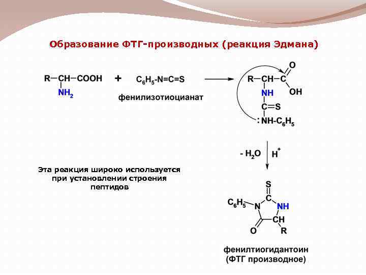 Образование ФТГ-производных (реакция Эдмана) Эта реакция широко используется при установлении строения пептидов 