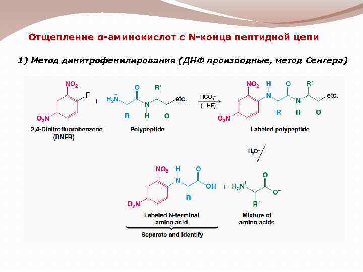 Аминокислоты белки пептиды презентация