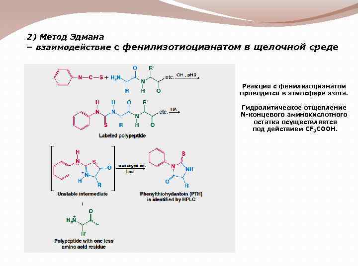 2) Метод Эдмана – взаимодействие с фенилизотиоцианатом в щелочной среде Реакция с фенилизоцианатом проводится