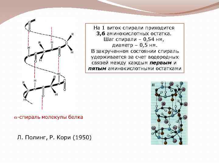 Расстояние между аминокислотами. Вторичная структура белка 3,6 аминокислотных остатка. Вторичная структура аминокислот. Шаг спирали. Альфа спираль вторичной структуры.