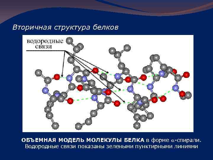 Вторичная структура белков ОБЪЕМНАЯ МОДЕЛЬ МОЛЕКУЛЫ БЕЛКА в форме a-спирали. Водородные связи показаны зелеными