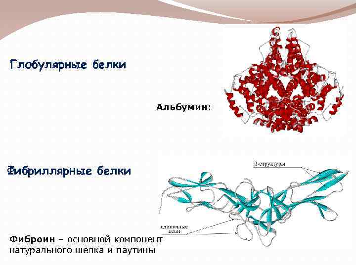 Глобулярные белки Альбумин: Фибриллярные белки Фиброин – основной компонент натурального шелка и паутины 