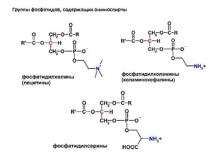 Группы фосфатидов, содержащих аминоспирты 