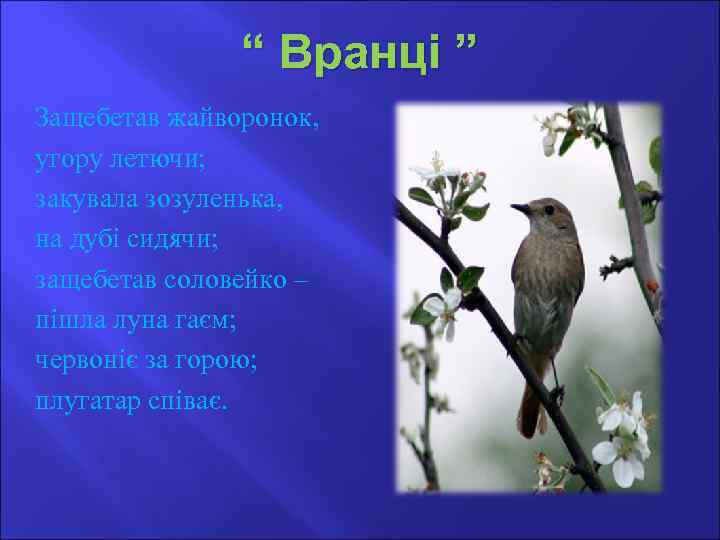 “ Вранці ” Защебетав жайворонок, угору летючи; закувала зозуленька, на дубі сидячи; защебетав соловейко