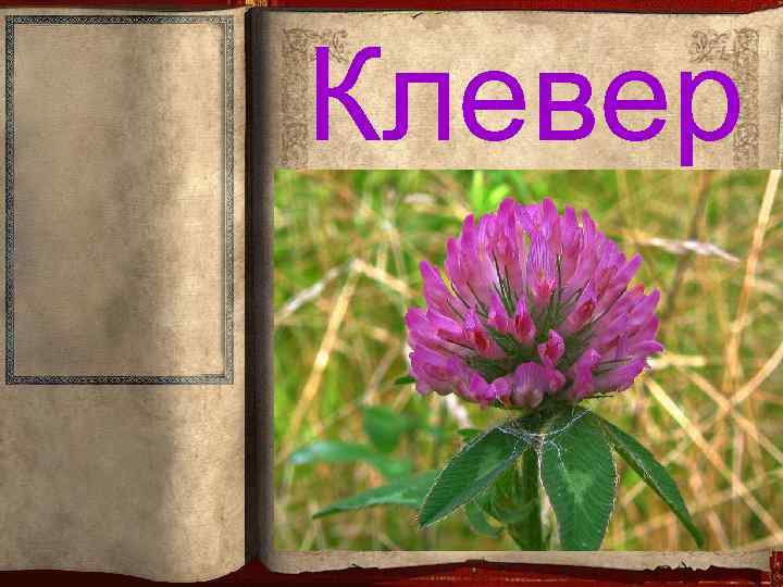 Клевер 