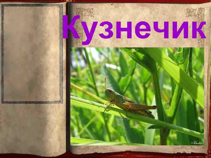 Кузнечик 