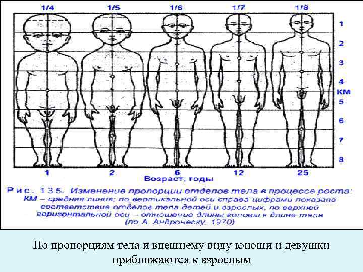 Рисунок человека норма по возрастам