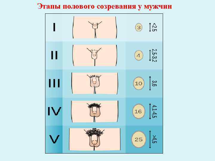 Этапы полового созревания у мужчин 