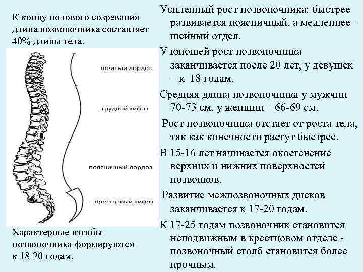 Изгибы позвоночного столба