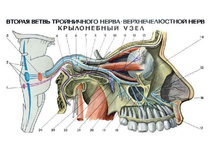 Подъязычный нерв презентация