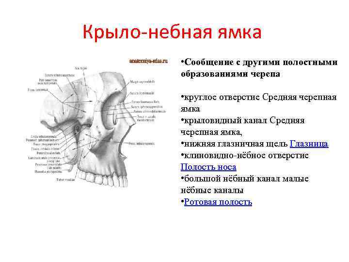 Сообщения крыловидно небной ямки. Крыловидная небная ямка. Крыловидно небная ямка анатомия. Крыловидная небная височная и подвисочная ямка. Топография крыловидно-небной ямки.