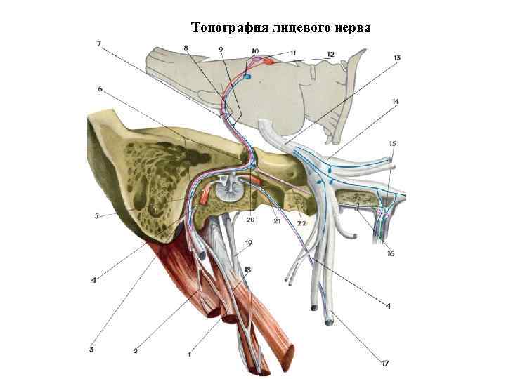 Лицевой нерв анатомия схема на лице